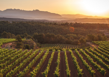 discover the best bodegas in spain