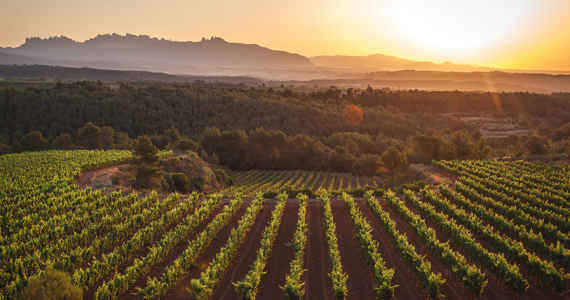 de beste bodegas in Spanje